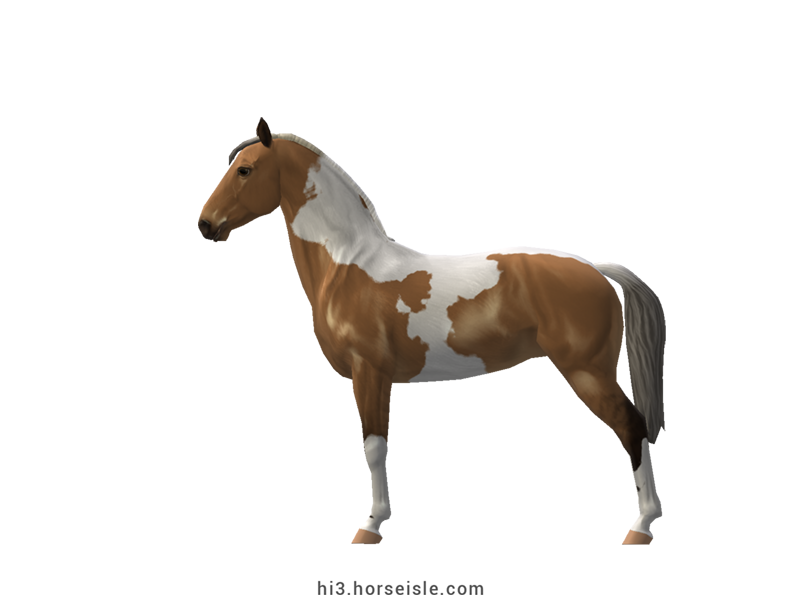 Tennessee Walking Horse Yellow Silver Tobiano Coat (left view)
